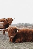 Scottish Highlanders in Gasteren Drenthe