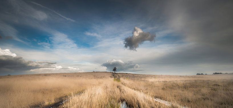 The Tree van Lex Scholten