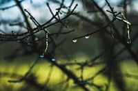 Dewdrops branches