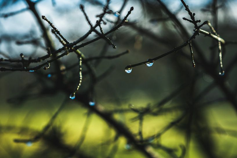 Tautropfen Zweige von Julien Meijer