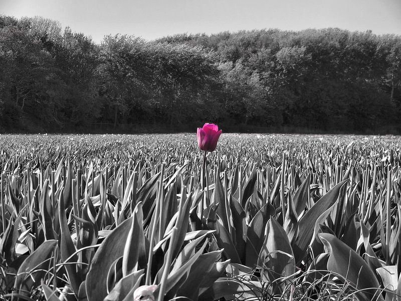Tulp in een veld van Dave van den Heuvel