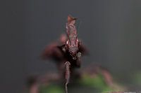 bidsprinkhaan en kung-fu