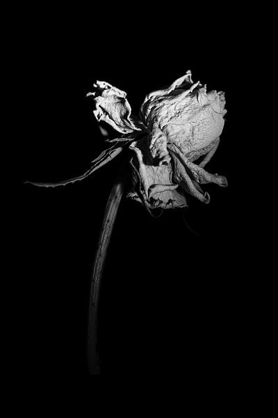 Dried rose in black and white by Hanny Andela - Andelafotografie