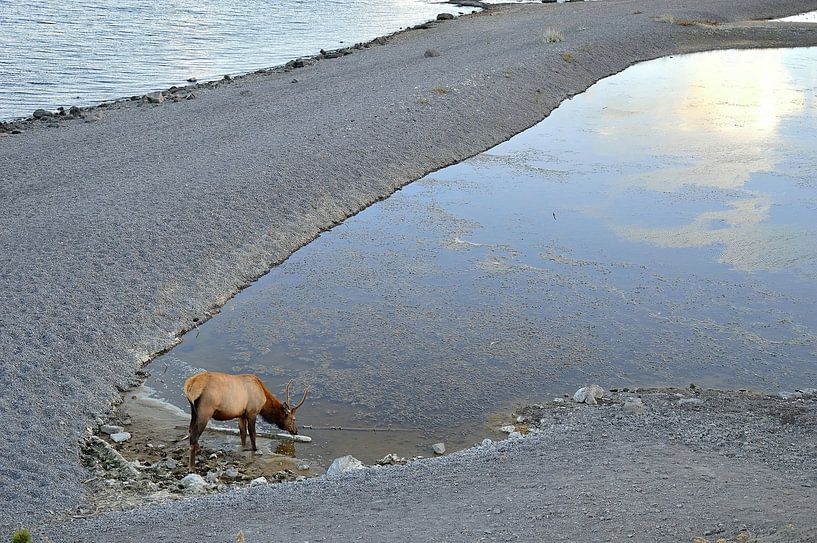 Wapiti buvant de l&#039;eau du lac par Frank's Awesome Travels
