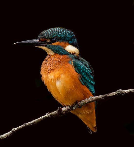 Martin-pêcheur par Wouter Van der Zwan