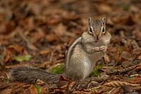 Écureuil terrestre de Sibérie