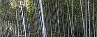 bamboewoud kyoto