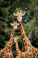 Trio de girafes