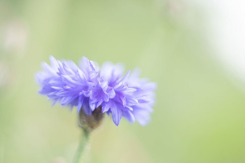Aquarelstijl bloem van Linda Raaphorst