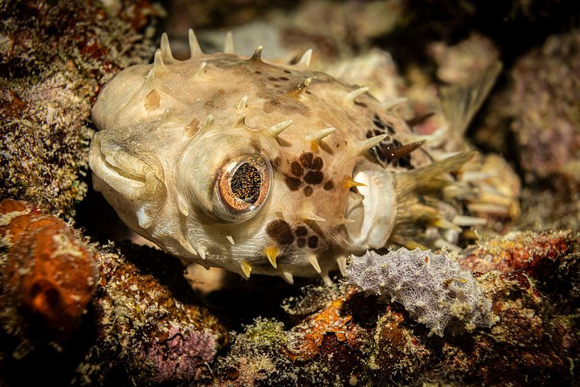 Kugelfisches, Kapalai, Malaysia von Travel Tips and Stories