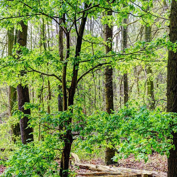 Amsterdam Wald von Hendrik-Jan Kornelis