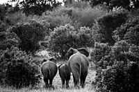 Elephants at the Masai Mara, Kenya