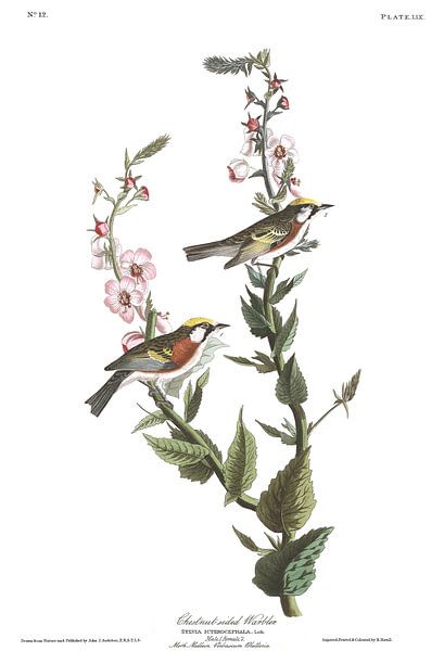 Paruline à flancs marron par Birds of America