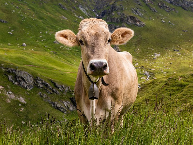 Une vache dans un alpage des Alpes suisses par Werner Dieterich