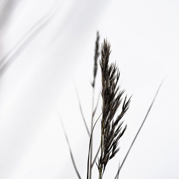 Riet par Floris van Woudenberg