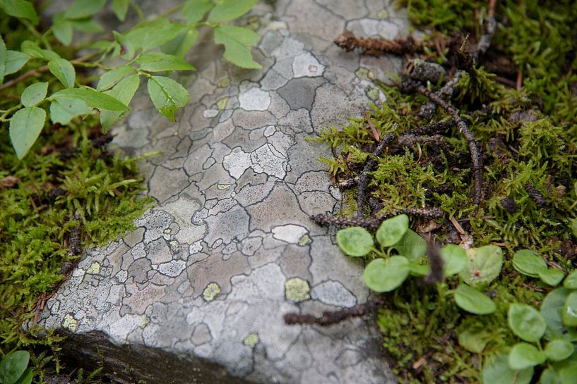 Mospatroon op rots by Arjen Tjallema