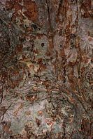 Tree trunk with lines in the bark