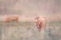 Schottischer Highlander im Nebel