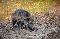 Wildschwein auf der Suche nach Nahrung