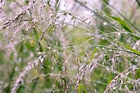 Grasses in morning dew