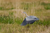 Héron cendré au décollage