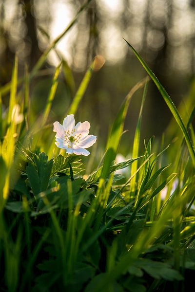 Witte bloem in groen gras von Stan Loo