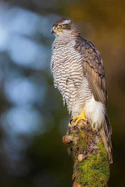 Goshawk (Accipiter gentilis) by Daniela Beyer