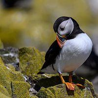 Papageientaucher / Papageientaucher