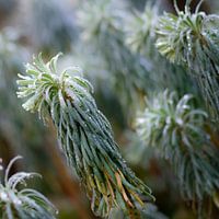 Dauwdruppels Vierkant