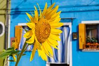 Sunflower in Burano, Italy.