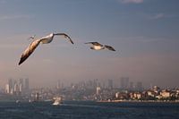 Meeuwen boven de Bosparus