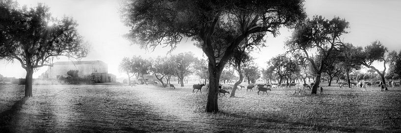 Olijfveld met kudde schapen op Mallorca in zwart-wit. van Manfred Voss, Zwart-Wit Fotografie