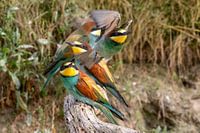 Mangeurs d'abeilles en pleine conversation