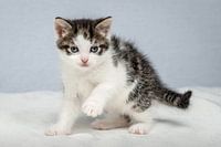 Ensor die Katze - 6 Wochen alt