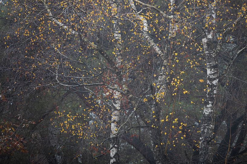 Abstrakte Skulptur mit Birke und gelben Blättern von Ate de Vries