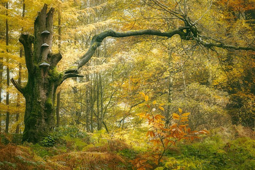 Lord of Toadstools by Ellen Borggreve