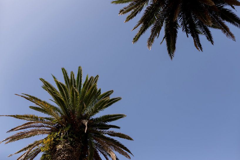 2 palm trees with blue sky in Porto Portugal by Karijn | Fine art Natuur en Reis Fotografie