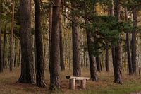 De rustbank van de wandelaar in het dennenbos