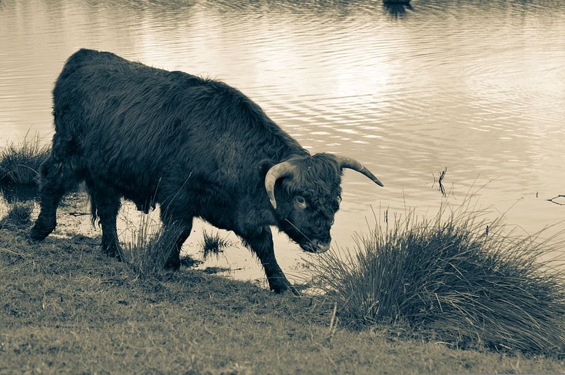 Schottischer Highlander von Heleen de Silva