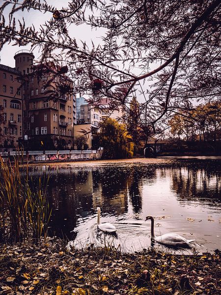 L'amour du cygne par Iman Azizi