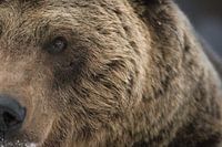 Bear up close and personal