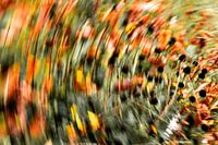 Malerei das Licht der orangefarbenen Blumen Nummer 4