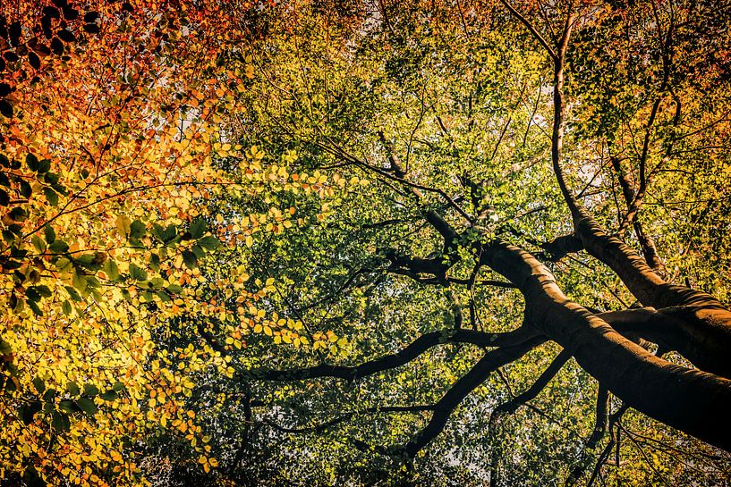 Speulderbos par rosstek ®