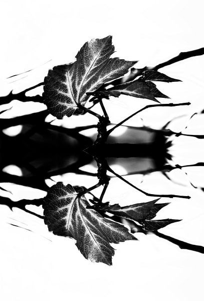 LEAVES MONOCHROM v2-b by Pia Schneider
