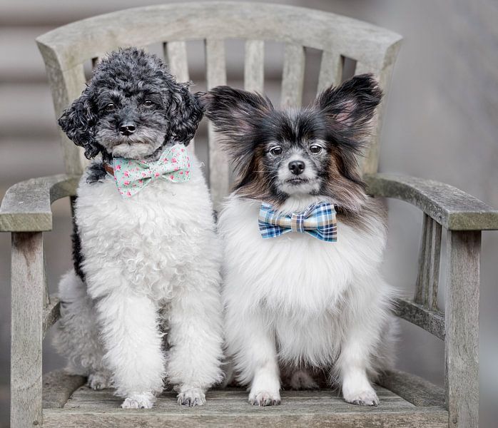 Lotta und Leo von Sabine Böke-Bergau