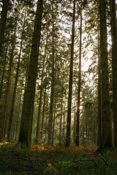 Arbre à chiot par David Mager