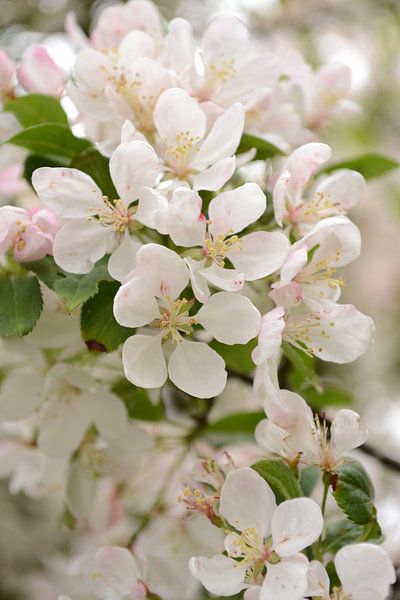 Bloemenzee by Simone van der Heide