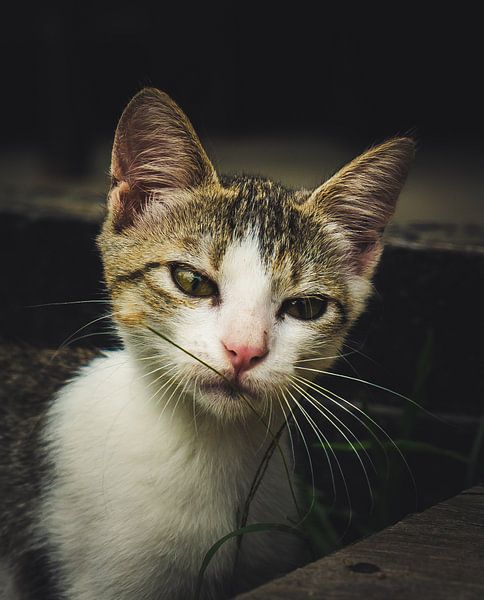 Portret van een kat von Bert Broer