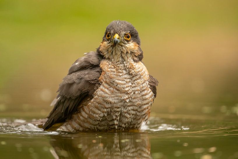 Sperber beim Baden von Tanja van Beuningen
