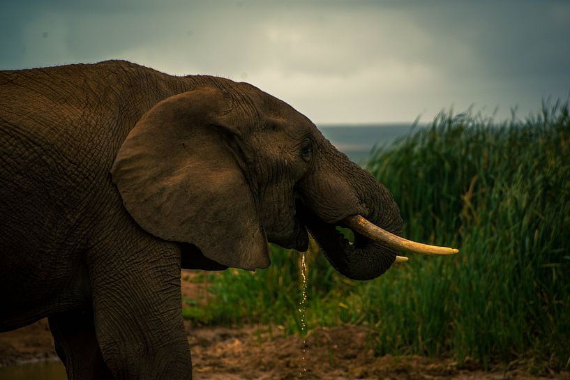 Elefant trinkt Wasser von Niels Aben